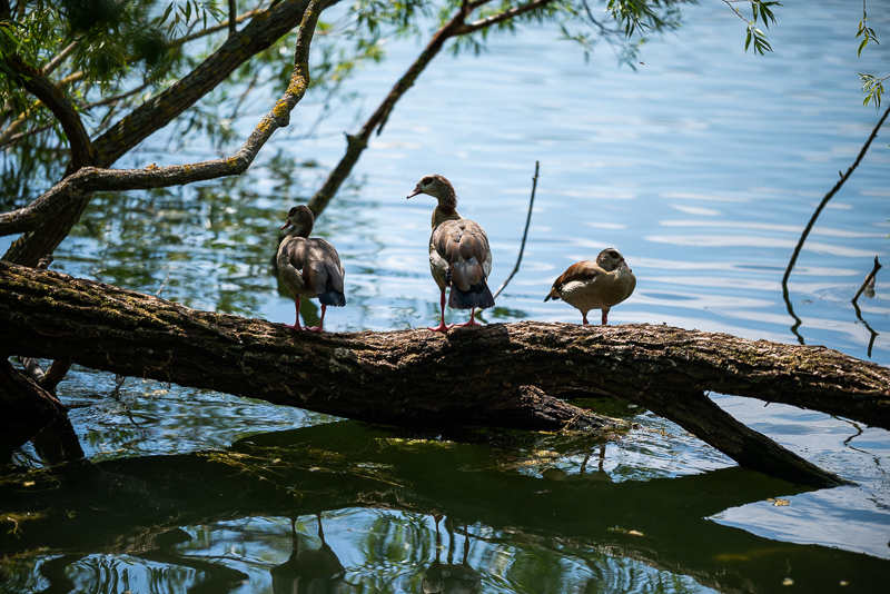 viltrox 75mm 1.2 af e aps-c e-mount review sony a6700 a6600 a6500 a6000 fuji sharpness contrast bokeh vignetting coma ca loca aberrations