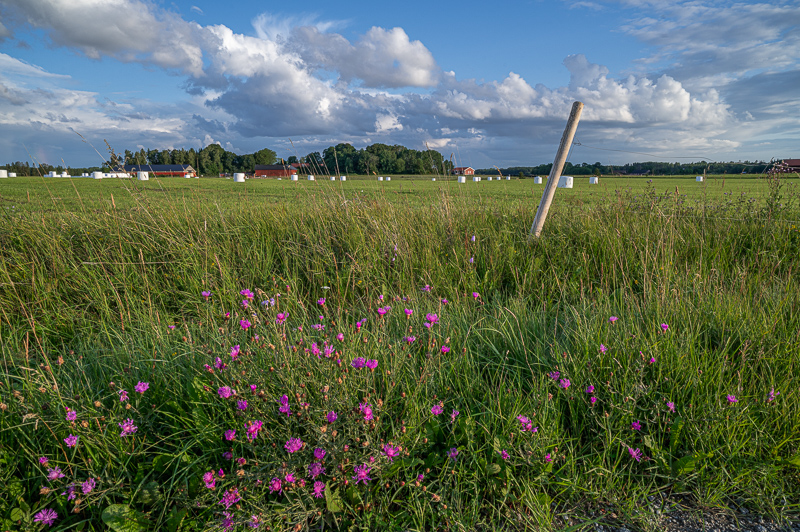 Viltrox 24mm f/1.8 review sharpness bokeh coma vignetting 24mp nikon z6 z6ii 46mp nikon z7 z7ii Z8 Z9