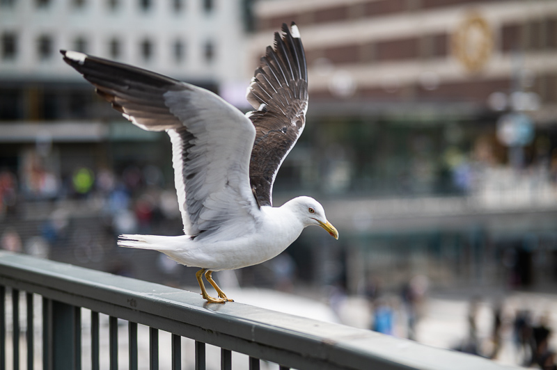 Viltrox 85mm f/1.8 review sharpness bokeh coma vignetting 24mp nikon z6 z6ii 46mp nikon z7 z7ii Z8 Z9