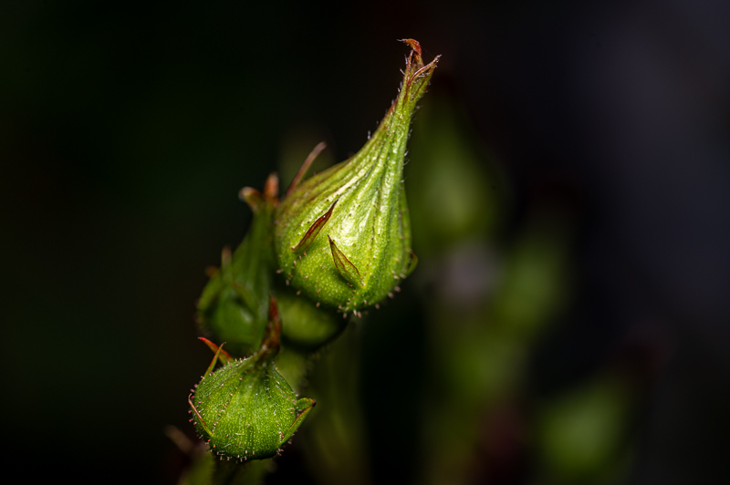 TTArtisan T&S 100/2.8 Macro 2X review sharpness bokeh coma vignetting 24mp nikon z6 z6ii 46mp nikon z7 z7ii Z8 Z9