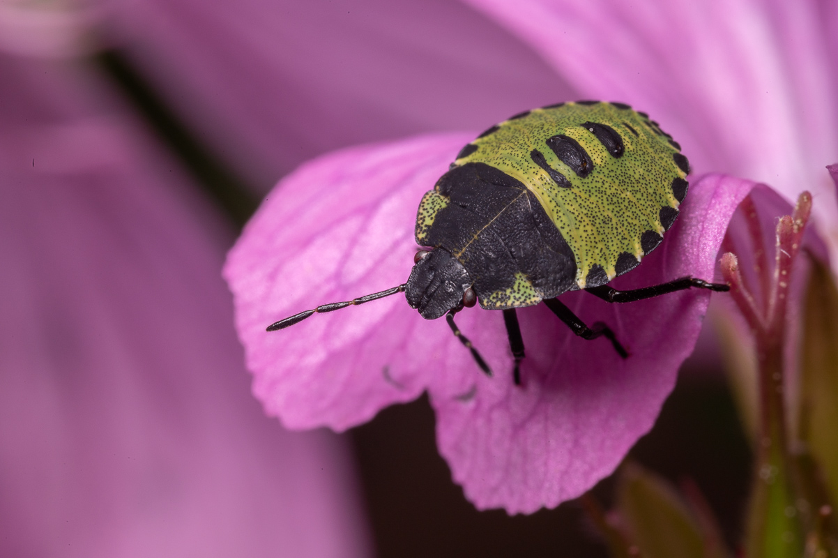 TTArtisan T&S 100/2.8 Macro 2X review sharpness bokeh coma vignetting 24mp nikon z6 z6ii 46mp nikon z7 z7ii Z8 Z9