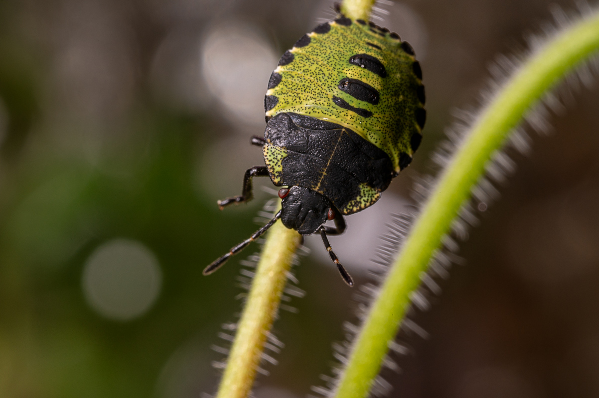 Review: TTArtisan 100mm f/2.8 Macro 2x TS - A Jack of All Trades