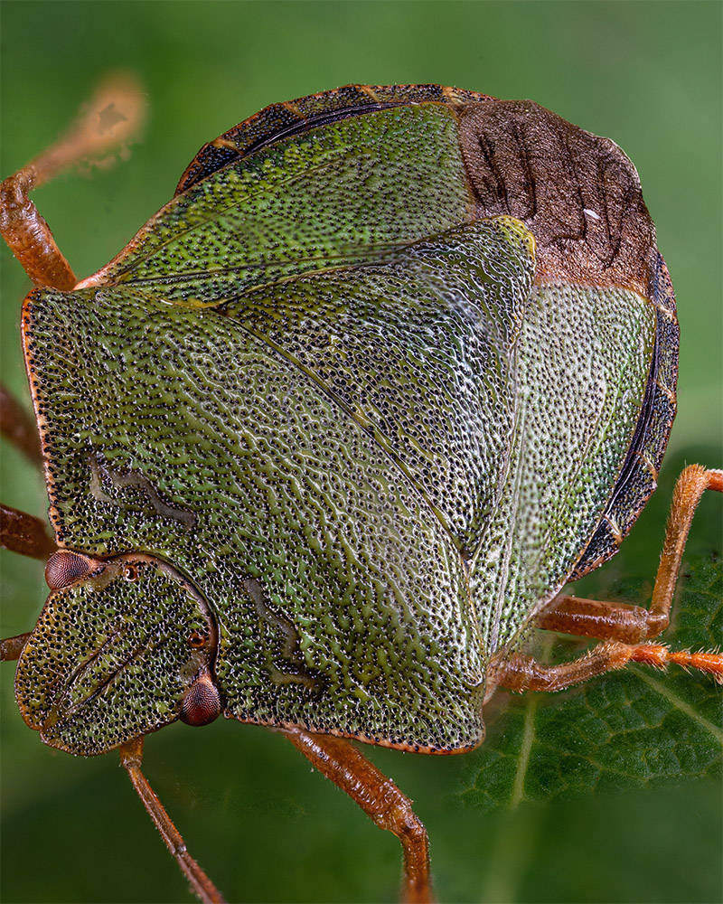 Laowa 25mm f/2.8 2.5-5x Ultra Macro review sharpness bokeh coma vignetting 24mp nikon z6 z6ii 46mp nikon z7 z7ii Z8 Z9 D7200 D750 D600 D800 D7500