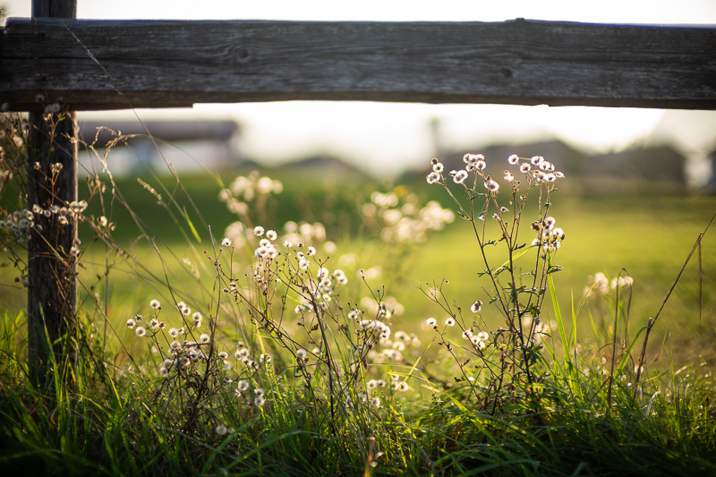 leica 50mm 0.95 f/0.95 m 24mp m11 m10 m10r sharpness contrat resolution bokeh vignetting review