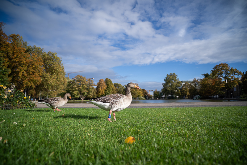 viltrox 20mm 2.8 af fe contrast resolution sharpness review sony 42mp 61mp a7rv a7riv a7rii a7iii coma vignetting