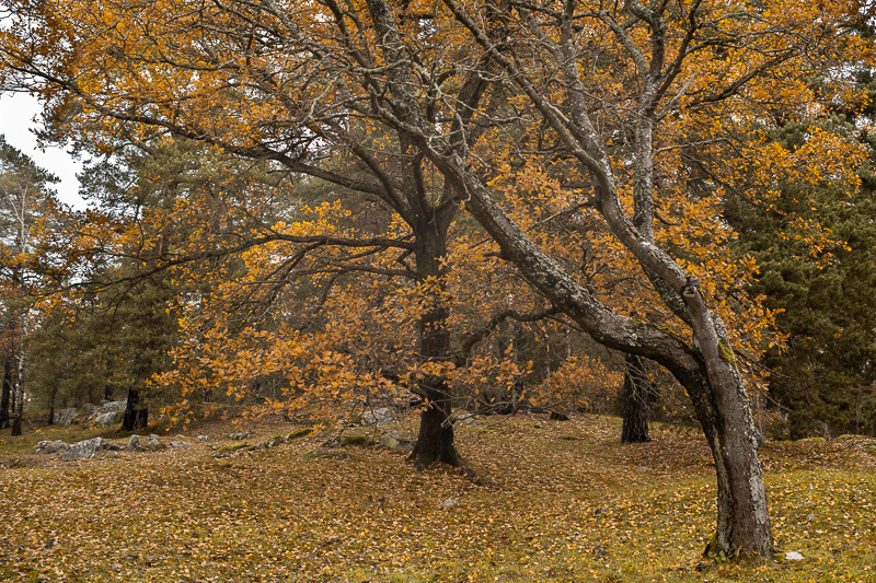 TTArtisan AF 35mm f/1.8 APS-C review nikon z z-fc z30 z50 Sony E Fuji X test sharpness bokeh coma vignetting Flare 24mp nikon z6 z6ii 46mp nikon z7 z7ii Z8 Z9 D7200 D750 D600 D800 D7500