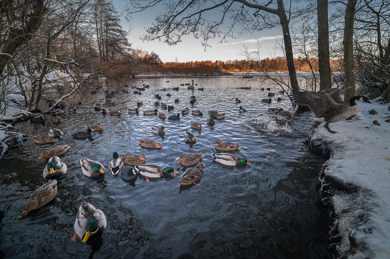 Review pergear 14mm f/2.8 II FF fullframe full-vrame APS-C nikon z6 Z6ii z50 z30 zfc z7 z7ii Z8 Z9 Zf nikon z f fc Sony FE Fuji X canon rf m43 review nikon z z-fc z30 z50 test sharpness bokeh coma vignetting Flare 24mp nikon z6 z6ii 46mp nikon z7 z7ii Z8 Z9 Zf nikon z f