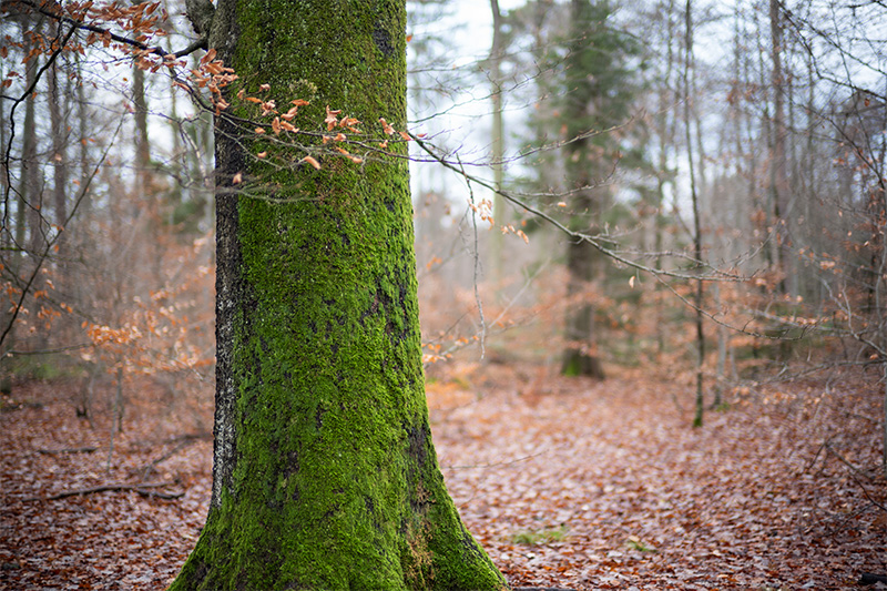 Voigtländer VM 50mm 1.1 nokton noctilux review sharpness comparison leica m10 24mp 42mp 61mp m11 bokeh vignetting coma