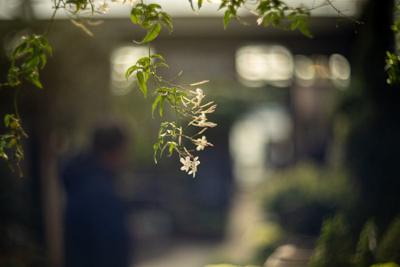 Review KMZ Helios 40 40-2 Zenit 85mm 1.5 nikon z6 Z6ii z50 z30 zfc z7 z7ii Z8 Z9 Zf nikon z f fc Sony FE Fuji X canon rf m43 review nikon z z-fc z30 z50 test sharpness bokeh coma vignetting Flare 24mp nikon z6 z6ii 46mp nikon z 7 z 7ii Z8 Z9 Zf nikon z f