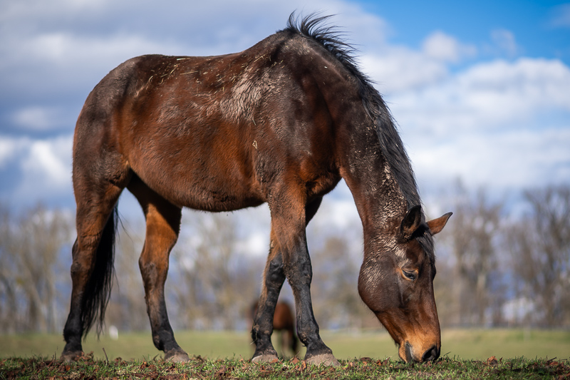 nikon af af-d 105mm 2.0 defocus control dc ed if sharpness review contrast resolution 42mp 61mp 24mp vignetting coma bokeh build quality flare resistance