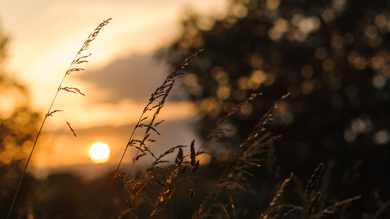 nikon nikkor af-s 85mm 1.4g n gold ring portrait review contrast resolution famous 42mp 61mp bokeh vignetting coma aspherical sony a7rII z7 z8 z9 z6 zf