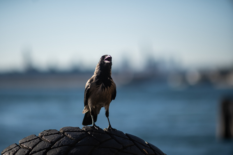 nikon af af-d 135mm 2.0 defocus control dc ed if sharpness review contrast resolution 42mp 61mp 24mp vignetting coma bokeh build quality flare resistance
