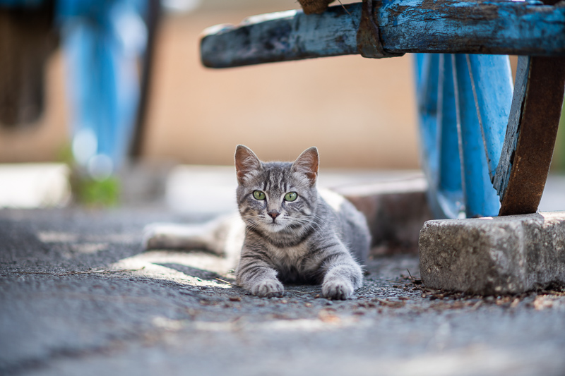 nikon af af-d 135mm 2.0 defocus control dc ed if sharpness review contrast resolution 42mp 61mp 24mp vignetting coma bokeh build quality flare resistance