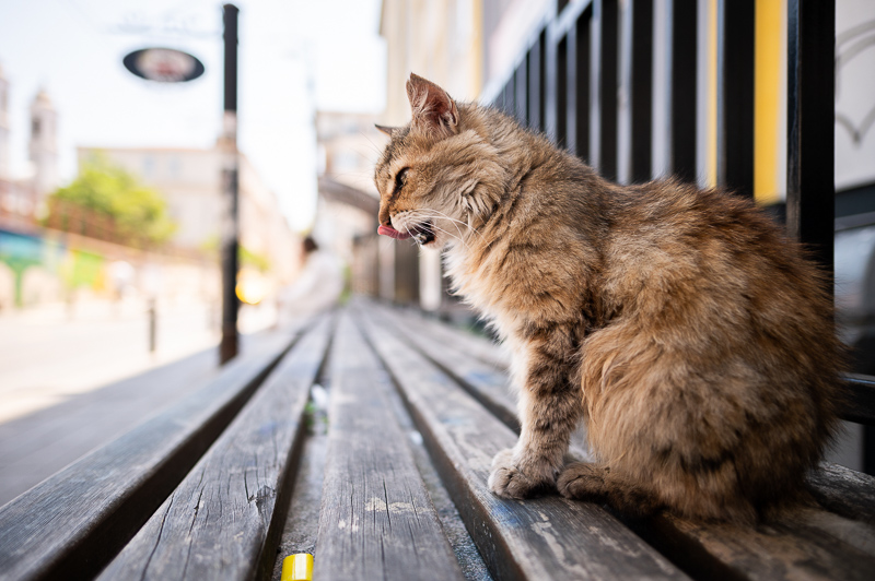 nikon af-s 24mm 1.8 g 1.8g n rf ed fx sony 42mp 61mp a7rii a7riv a7riii a1 a9iii a7rv review resolution sharpness contrast bokeh vignetting coma z6 z7 z8 z9