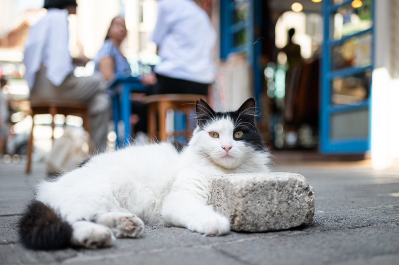 nikon af-s 35mm 1.8 g 1.8g ed fx sony 42mp 61mp a7rii a7riv a7riii a1 a9iii a7rv review resolution sharpness contrast bokeh vignetting coma z6 z7 z8 z9