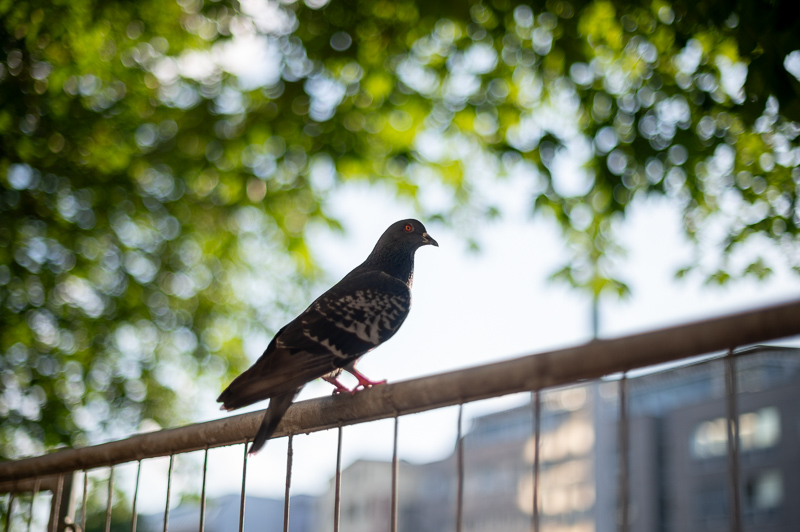 nikon af-s 50mm 1.4 g 1.4g sony 42mp 61mp a7rii a7riv a7riii a1 a9iii a7rv review resolution sharpness contrast bokeh vignetting coma z6 z7 z8 z9