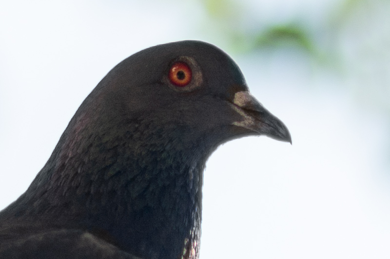 nikon af-s 50mm 1.4 g 1.4g sony 42mp 61mp a7rii a7riv a7riii a1 a9iii a7rv review resolution sharpness contrast bokeh vignetting coma z6 z7 z8 z9