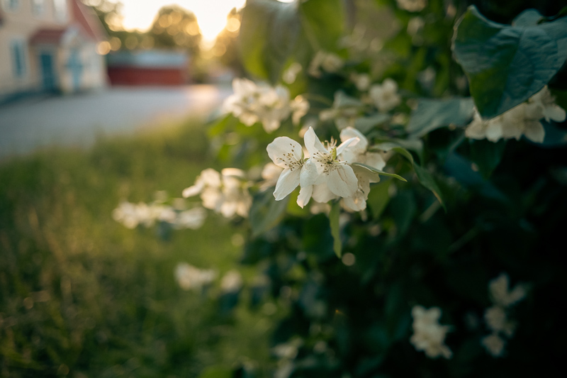 Nikon Z 7II | Nikon 26mm f/2.8 | f/2.8