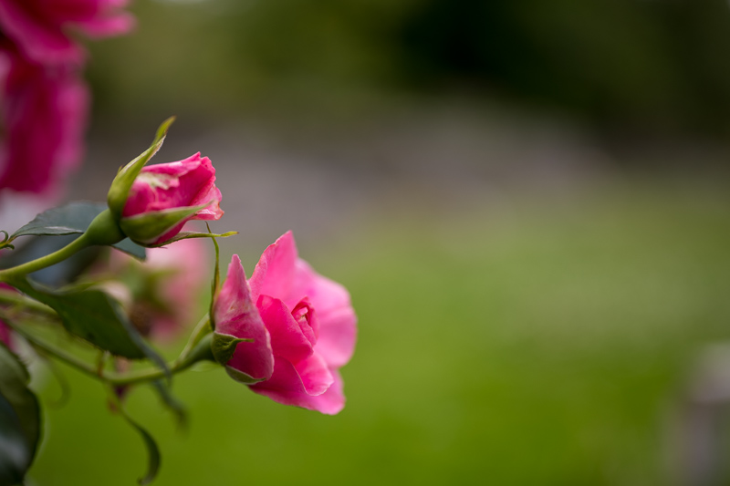 Nikon Z 7II | Nikon Z 50mm f/1.8 S | f/1.8