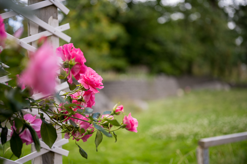 Nikon Z 7II | Nikon Z 50mm f/1.8 S | f/1.8