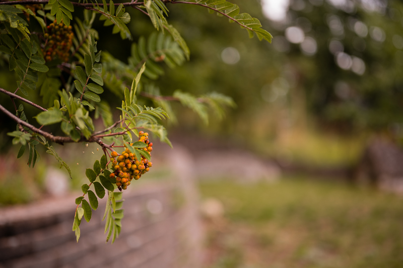 Nikon Z 7II | Nikon Z 50mm f/1.8 S | f/1.8