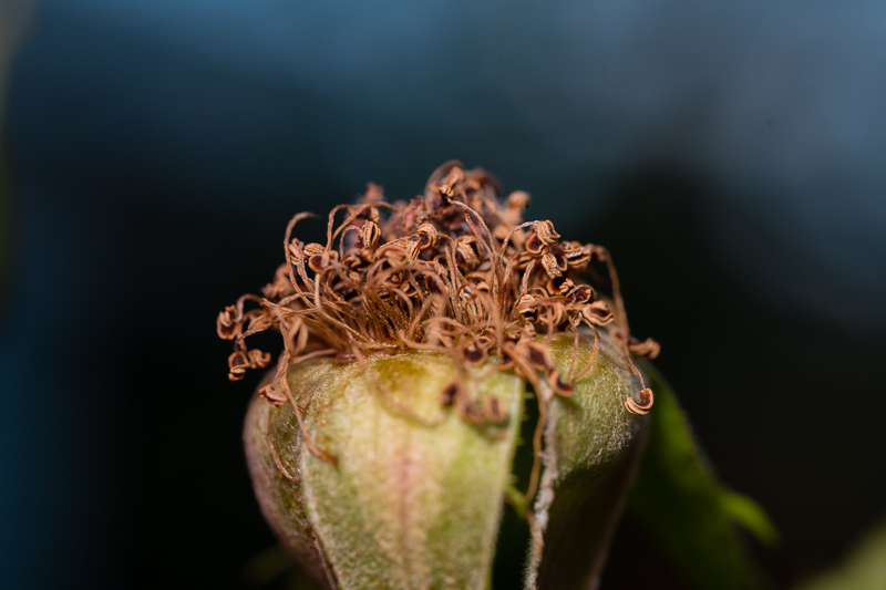 Nikon Z7ii | TTARTISAN 100mm f/2.8 Macro 2X |