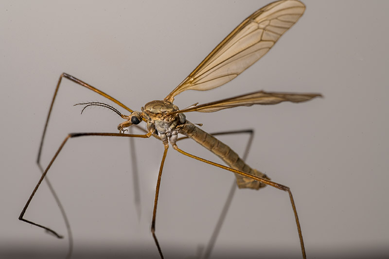 Nikon Z7ii | TTARTISAN 100mm f/2.8 Macro 2X |