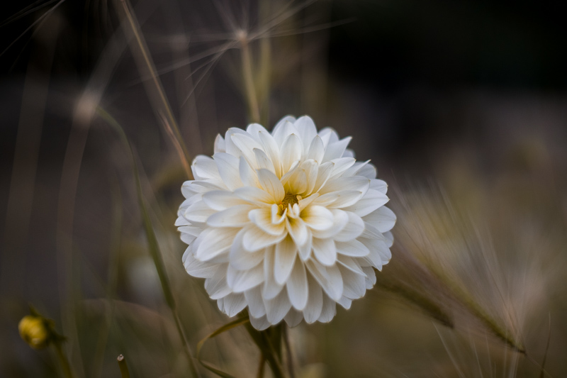 Nikon Z fc | TTArtisan 75mm f/1.5 | f/1.5