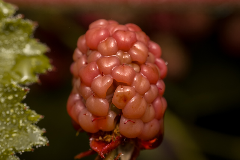 Nikon Zf | Pergear 60mm f/2.8 MK2 Macro 2X | f/8-11