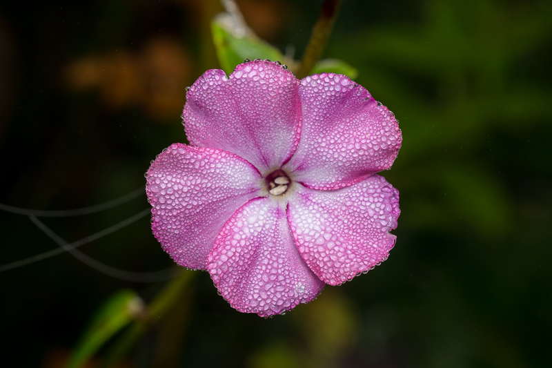 Nikon Zf | Pergear 60mm f/2.8 MK2 Macro 2X | f/8-11