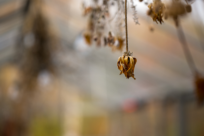 Nikon Zf | Nikon Z 85mm f/1.8 S | f/1.8