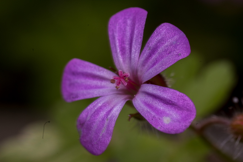 Nikon Zf | Pergear 60mm f/2.8 MK2 Macro 2X | f/8-11