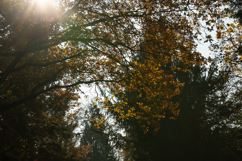 samyang 85mm 1.2 xp premium mf canon ef sony a7r 42mp review sharpness bokeh coma vignetting contrast a7riii a7riv a7rv z6 z7 z8 z9 zf z7ii z6iii