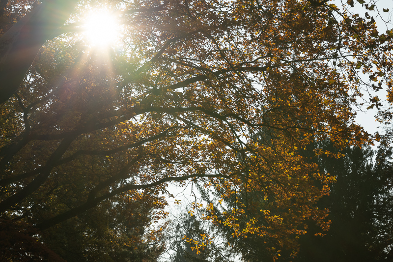samyang 85mm 1.2 xp premium mf canon ef sony a7r 42mp review sharpness bokeh coma vignetting contrast a7riii a7riv a7rv z6 z7 z8 z9 zf z7ii z6iii