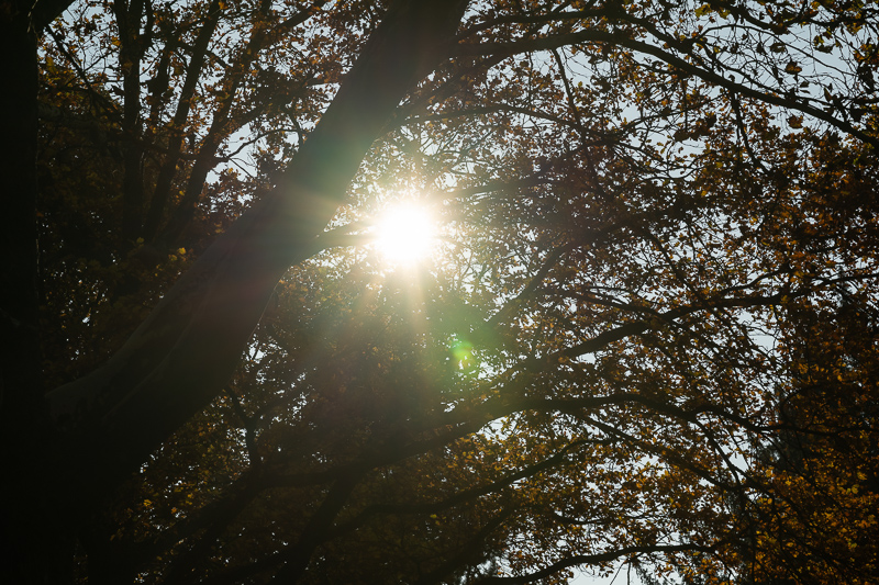 samyang 85mm 1.2 xp premium mf canon ef sony a7r 42mp review sharpness bokeh coma vignetting contrast a7riii a7riv a7rv z6 z7 z8 z9 zf z7ii z6iii