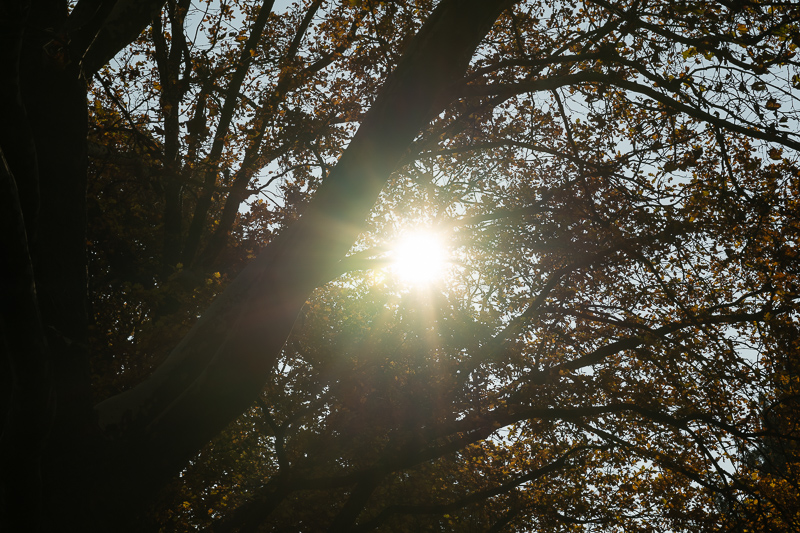 samyang 85mm 1.2 xp premium mf canon ef sony a7r 42mp review sharpness bokeh coma vignetting contrast a7riii a7riv a7rv z6 z7 z8 z9 zf z7ii z6iii