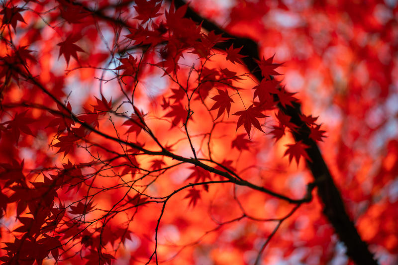 samyang 85mm 1.2 xp premium mf canon ef sony a7r 42mp review sharpness bokeh coma vignetting contrast a7riii a7riv a7rv z6 z7 z8 z9 zf z7ii z6iii