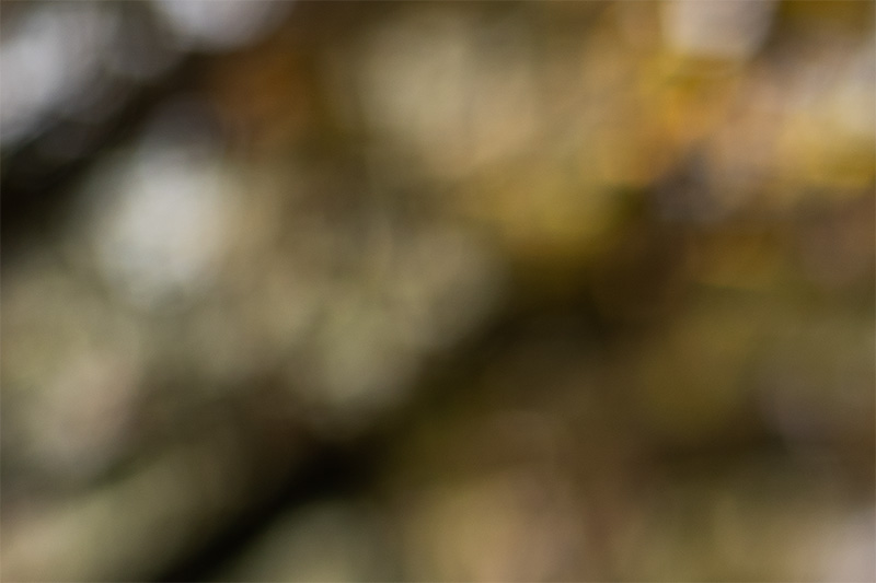 samyang 85mm 1.2 xp premium mf canon ef sony a7r 42mp review sharpness bokeh coma vignetting contrast a7riii a7riv a7rv z6 z7 z8 z9 zf z7ii z6iii