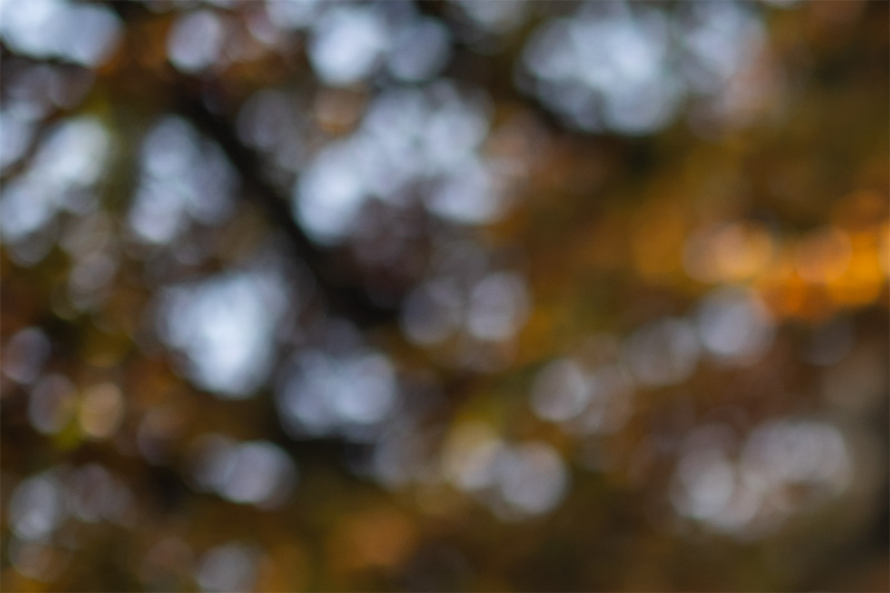 samyang 85mm 1.2 xp premium mf canon ef sony a7r 42mp review sharpness bokeh coma vignetting contrast a7riii a7riv a7rv z6 z7 z8 z9 zf z7ii z6iii
