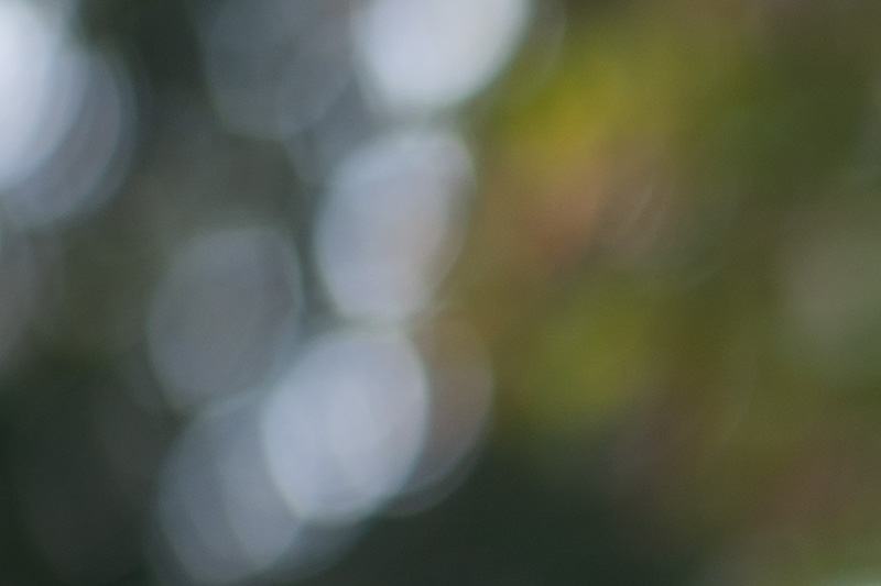 samyang 85mm 1.2 xp premium mf canon ef sony a7r 42mp review sharpness bokeh coma vignetting contrast a7riii a7riv a7rv z6 z7 z8 z9 zf z7ii z6iii