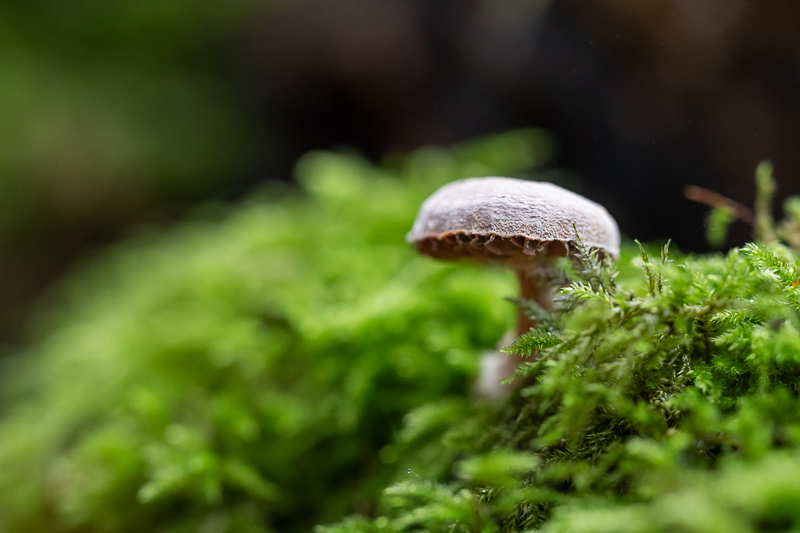 61mp 42mp high res resolution canon tilt shift ts-e pc-e perspective control TS T/S sony adapter 135mm 4.0 l macro review resolution contrast bokeh makro