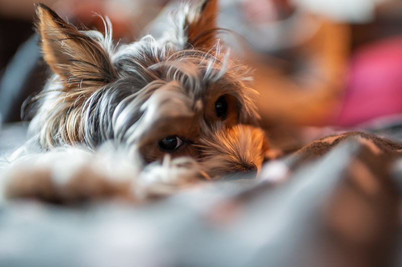 samyang 35mm 1.2 xp premium mf canon ef sony a7r 42mp review sharpness bokeh coma vignetting contrast a7riii a7riv a7rv z6 z7 z8 z9 zf z7ii z6iii