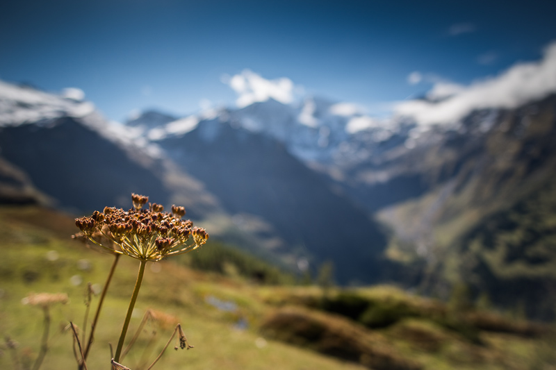 nikon af-s 20mm 1.8 g n ed sony 42mp 61mp a7rii a7riv a7riii a1 a9iii a7rv review resolution sharpness contrast bokeh vignetting coma z6 z7 z8 z9