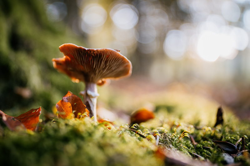 nikon af-s 28mm 1.4 e n ed sony 42mp 61mp a7rii a7riv a7riii a1 a9iii a7rv review resolution sharpness contrast bokeh vignetting coma z6 z7 z8 z9