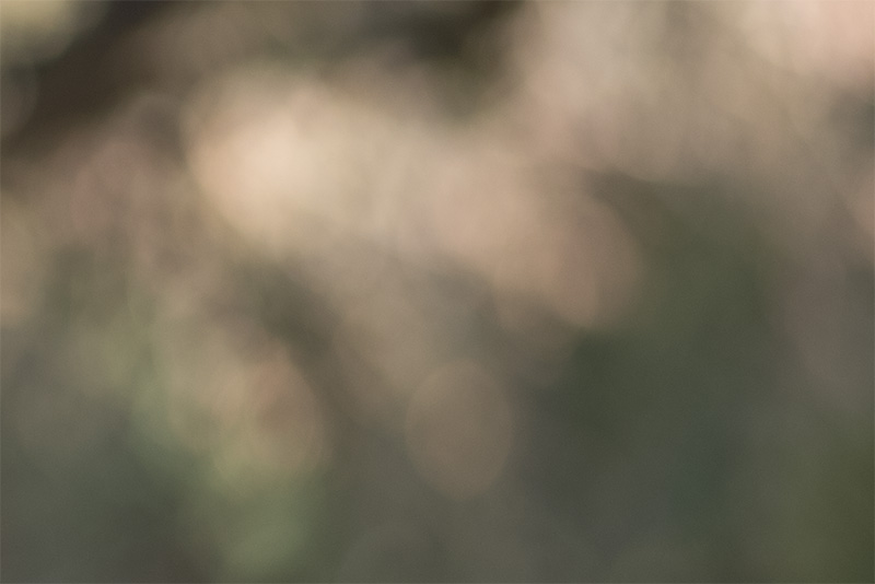 thypoch simera 75mm 1.4 fast portrait leica m10 m11 m9 m8 m10r review 42mp 24mp 61mp contrast sharpness bokeh vignetting