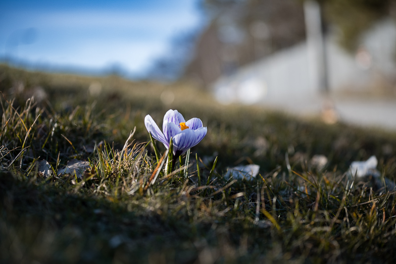 Bokeh|AF-S 70-200/4G|@135mm|F4