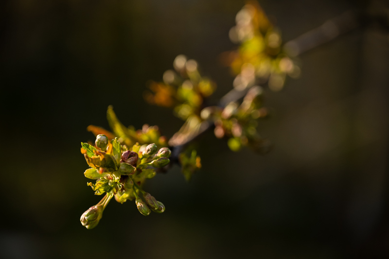 Nikon Z7ii| Nikon Z 24-120/4 S | @120mm f/4