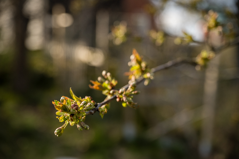 Nikon Z7ii| Nikon Z 24-120/4 S | @70mm f/4
