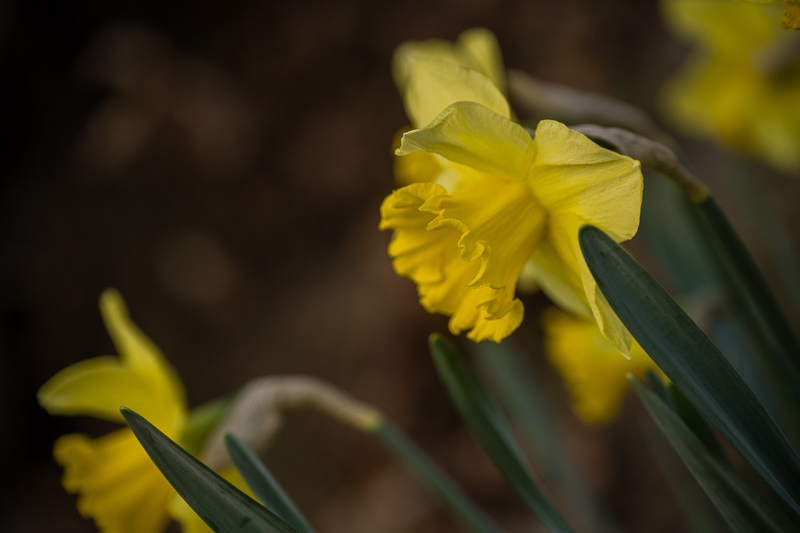 Nikon Z7ii| Nikon Z 24-120/4 S | @120mm f/4