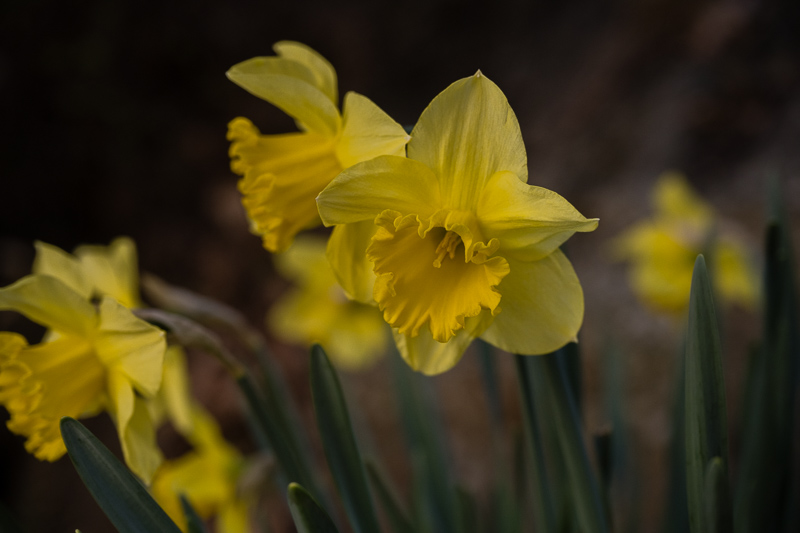 Nikon Z7ii| Nikon Z 24-120/4 S | @65mm f/4